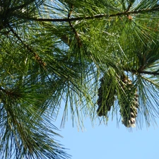 cones, Twigs, conifer