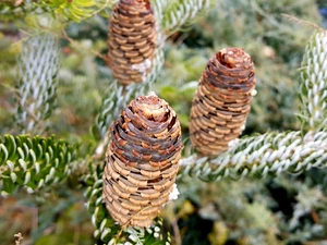 cones, pine, Korean