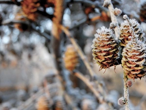 larch, White frost, cones