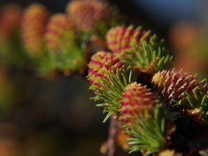 larch, color, twig, cones