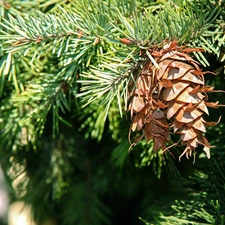 cones, twig, spruce