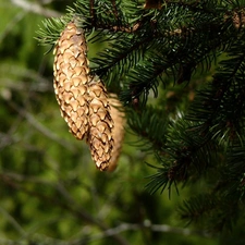 spruce, cones