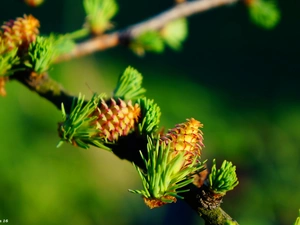 twig, larch, conifer, cones