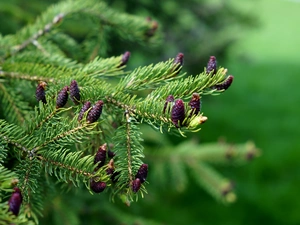 cones, Conifers, twig