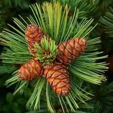 cones, pine, twig