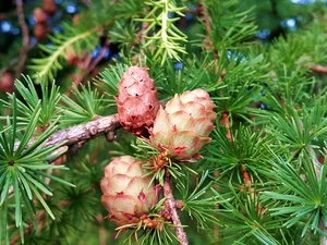 cones, larch, Twigs