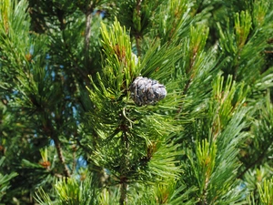 Conifers, cone