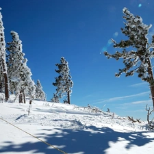 trees, winter, Conifers, Sky, viewes, Snowy