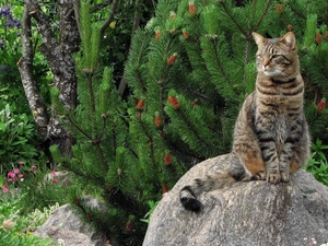 viewes, Conifers, Stone, trees, cat