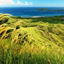 corn, sea, Coast