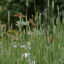 grass, corn