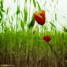 papavers, corn