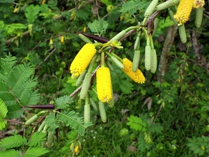 acacia, Flowers, Spikes, Cornigera