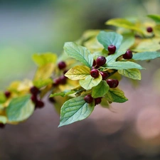 Bush, blueberries, cotoneaster, Red