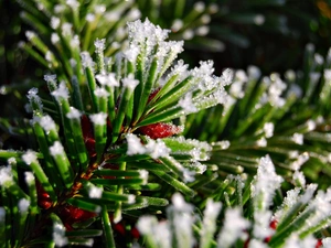 winter, A snow-covered, twig, spruce