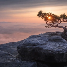 Saxony, Germany, Saxon Switzerland National Park, Děčínská vrchovina, pine, Fog, Great Sunsets, trees, Lilienstein Mountain