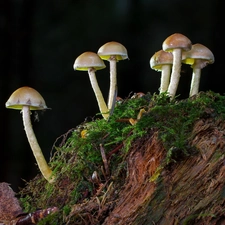 mushrooms, Leaf, Dark Background, Moss