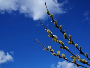 Twigs, database, clouds, Willow, Sky