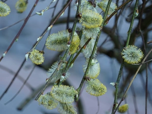 Spring, Twigs, Willow, database