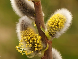 Willow, twig, Close, database