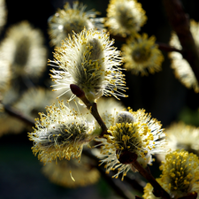 Willow, twig, database, plant