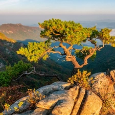 rocks, Mountains, sunny, day, pine, Fog