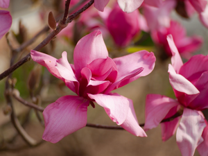 Pink, Magnolias, Twigs, developed