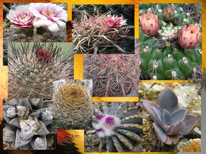 Cactus, Species, graphics, different
