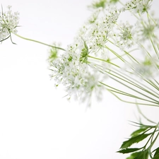 flower, dill