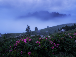 Val Gardena Valley, Fog, Rhododendron, rocks, Dolomites, Italy, viewes, Mountains, trees