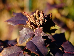 holly, purple, Leaf, donuts