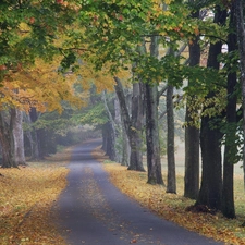 downturn of, Leaf, trees, viewes, Path