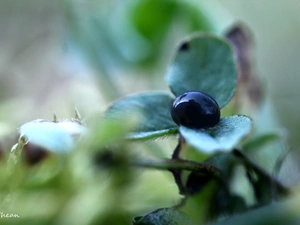 drop, trefoil, black