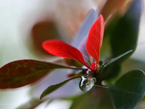 Berberis Thunbergii, Leaf, drop, Red