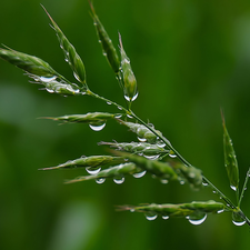 droplets, grass, dew