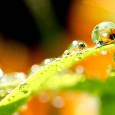 Leaf, droplets