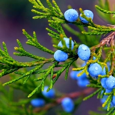 branch, Fruits, drops, Juniper