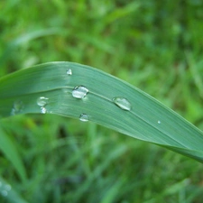 grass, drops