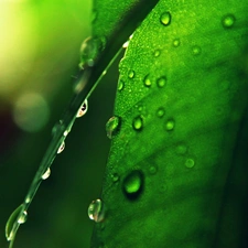 drops, Green, leaf