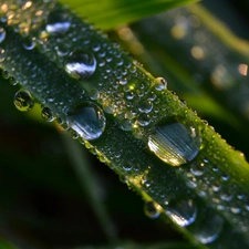 Leaf, drops