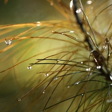 drops, twig, pine