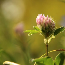 Pink, Colourfull Flowers, drops, trefoil