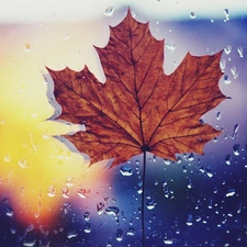 drops, rain, leaf, maple, Autumn