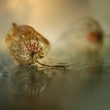 drops, reflection, dry, plant, physalis bloated