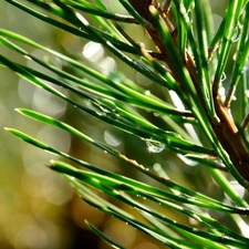 spruce, drops