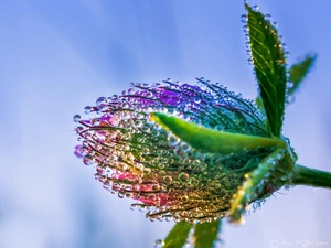 trefoil, dew, Close, drops