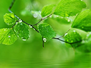 drops, Leaf, water