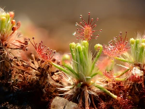 Drosera, sundew