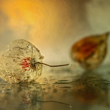 Fruits, physalis bloated, dry