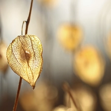 plant, physalis bloated, dry